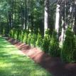 18'' Berm and Arborvitaes Planting